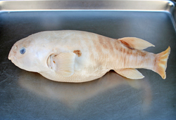 Takifugu bimaculatus雙斑多紀魨