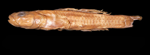 Oxyurichthys formosanus臺灣溝鰕虎