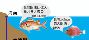 魚的眼睛