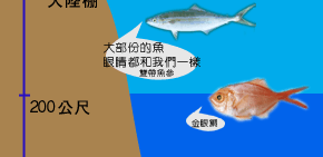 魚的眼睛